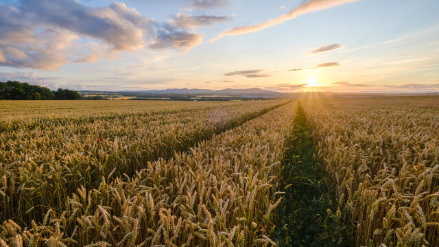 Wheat Field at Sunset © David Fitzell