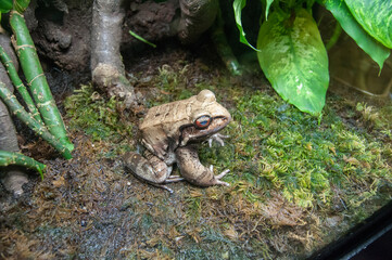 A frog in a tank on a rock with leaves and branches at the aquarium