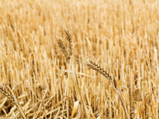 Ripe ears of wheat against the field of harvested crops