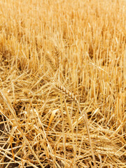 Ripe ears of wheat against the field of harvested crops