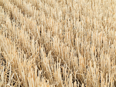 Horizontal background image of rows of harvested crops