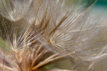 Abstract dandelion flower background, extreme closeup. Big dandelion on natural background. Art photography