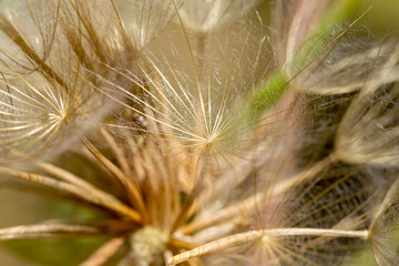 Abstract dandelion flower background, extreme closeup. Big dandelion on natural background. Art photography