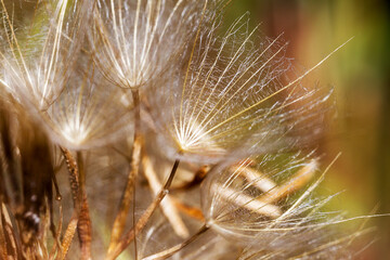 Abstract dandelion flower background, extreme closeup. Big dandelion on natural background. Art photography