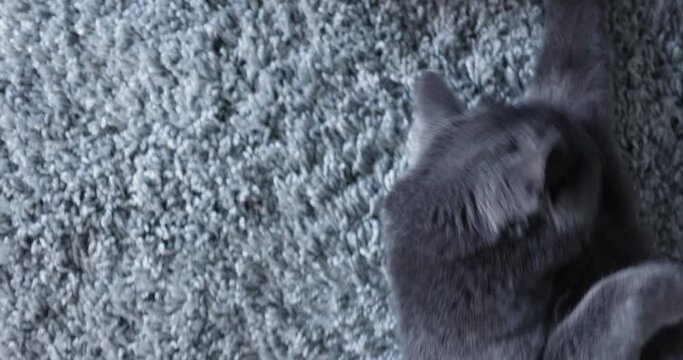 gray cat lies on a gray carpet
