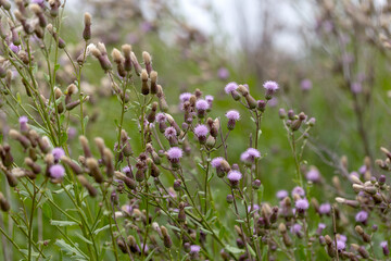 Authentic creative landscape lilac wildflowers with white fluffy seeds