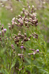 Authentic creative landscape lilac wildflowers with white fluffy seeds