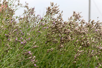 Authentic creative landscape lilac wildflowers with white fluffy seeds