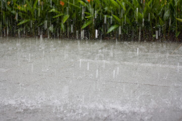 rain and puddle with plants