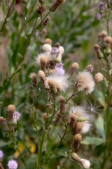 Authentic creative landscape lilac wildflowers with white fluffy seeds