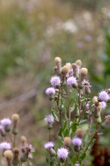 Authentic creative landscape lilac wildflowers with white fluffy seeds