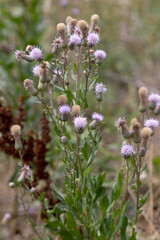 Authentic creative landscape lilac wildflowers with white fluffy seeds