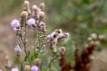 Authentic creative landscape lilac wildflowers with white fluffy seeds