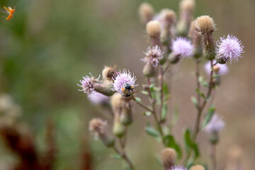 Authentic creative landscape lilac wildflowers with white fluffy seeds