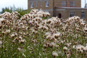 Obraz premium Authentic creative landscape lilac wildflowers with white fluffy seeds