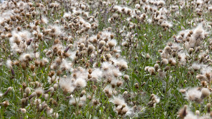 Authentic creative landscape lilac wildflowers with white fluffy seeds