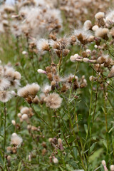 Authentic creative landscape lilac wildflowers with white fluffy seeds