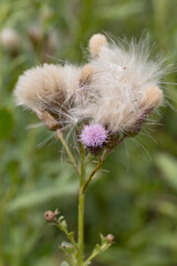 Authentic creative landscape lilac wildflowers with white fluffy seeds