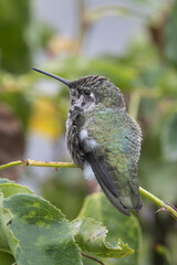 Male Anna's hummingbird on a rose bush  branch