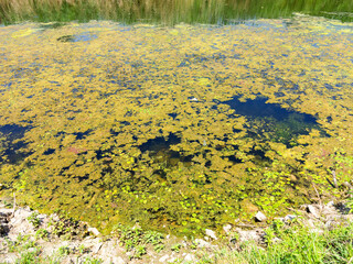 Water pollution environmental, blooming water. Algae growth forming thick layer pattern on water surface nature background texture