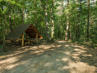 Forest wilderness Michalowka