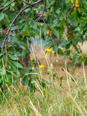 Rural landscape grass, yellow flowers and branches of fruit trees in the garden summer day