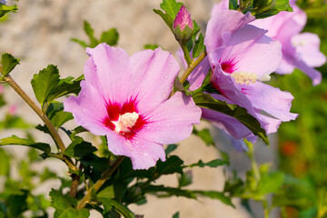Beautiful large Althea flowering shrub in the sun. These beautiful blooms are also known as Rose of Sharon and are in the hibiscus family, but much more cold hardy then tropical varieties.