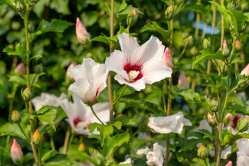 Beautiful large Althea flowering shrub in the sun. These beautiful blooms are also known as Rose of Sharon and are in the hibiscus family, but much more cold hardy then tropical varieties.