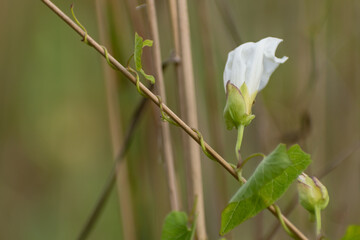 Leaf of birch intensive sunlight