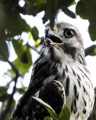 Close up of Hawks heads in the tree