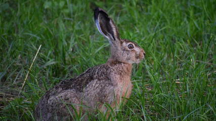Naklejka na ściany i meble Watchful hare brown coat sit on grass