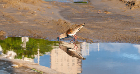 P&aacute;ssaro bebendo &aacute;gua