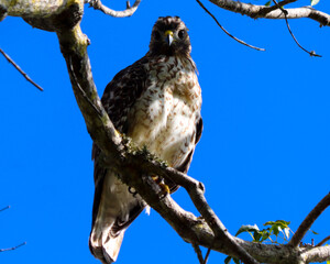 Hawk on a tree limb