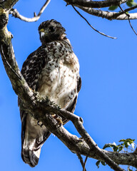 Hawk on a tree limb