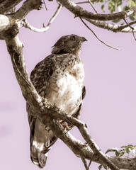 Hawk on a tree limb