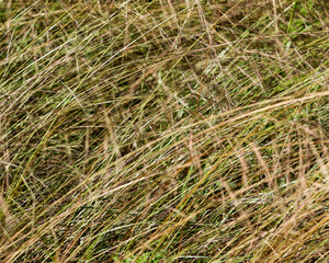 Grass in the wind