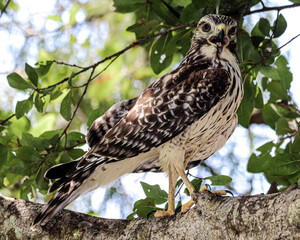Hawks on a limb