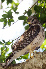 Hawk on a tree limb