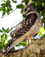 Hawks on a limb