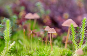 Macro photo of bright green moss plants in the forest