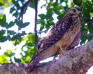 Hawk on a tree limb