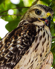 Hawks on a limb