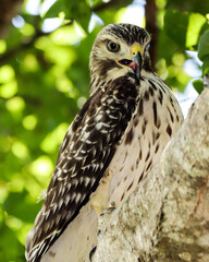 Hawks on a limb
