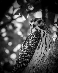 Black and white hawk on a limb2
