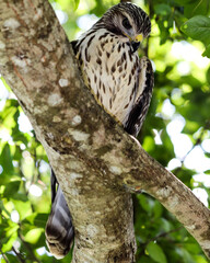 Hawks on a limb