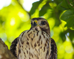 Hawks on a limb