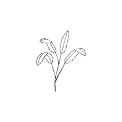 Simple and clean hand drawn floral. Sketch style botanical illustration. Great for invitation, greeting card, packages, wrapping, etc. 