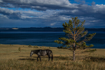 Naklejka premium The horse is grazing in the meadow. Olkhon Island (Lake Baikal), Russia. Steppe coast of Lake Baikal. Summer landscape. Dark blue sky background