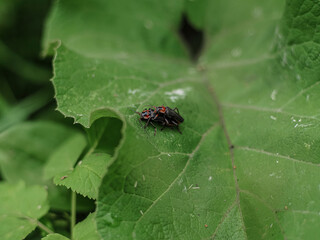 A pair of beautiful red scarlet lily beetles mating on green leaves of plants covered with drops of morning dew. Blurred background