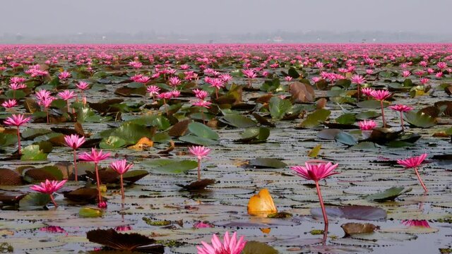 Udon Thani,Thailand-January 22, 2020: Red Lotus Lake or Talay Bua Daeng in Udon Thani, Thailand
